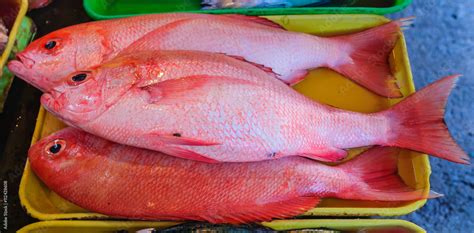 Red snapper: an emerging culture in the Philippines .